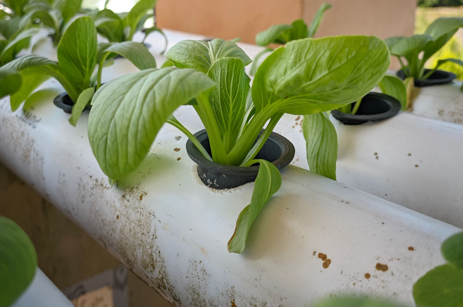 vegetables planted in rows of PVC pipes