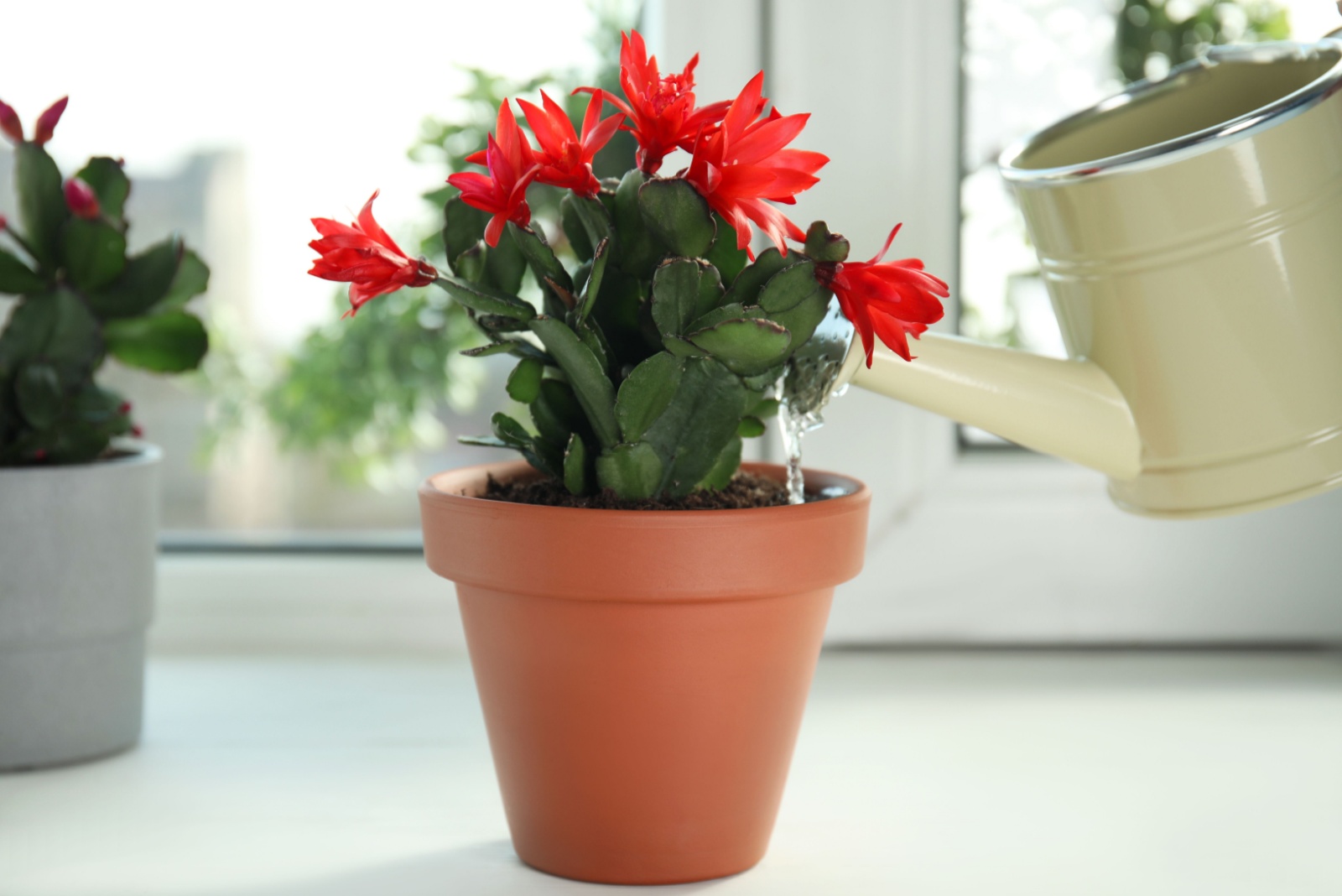 watering small christmas cactus