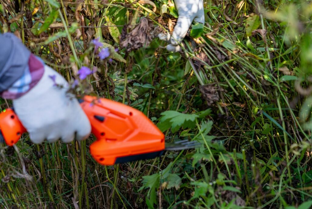 woman cutting Phlox