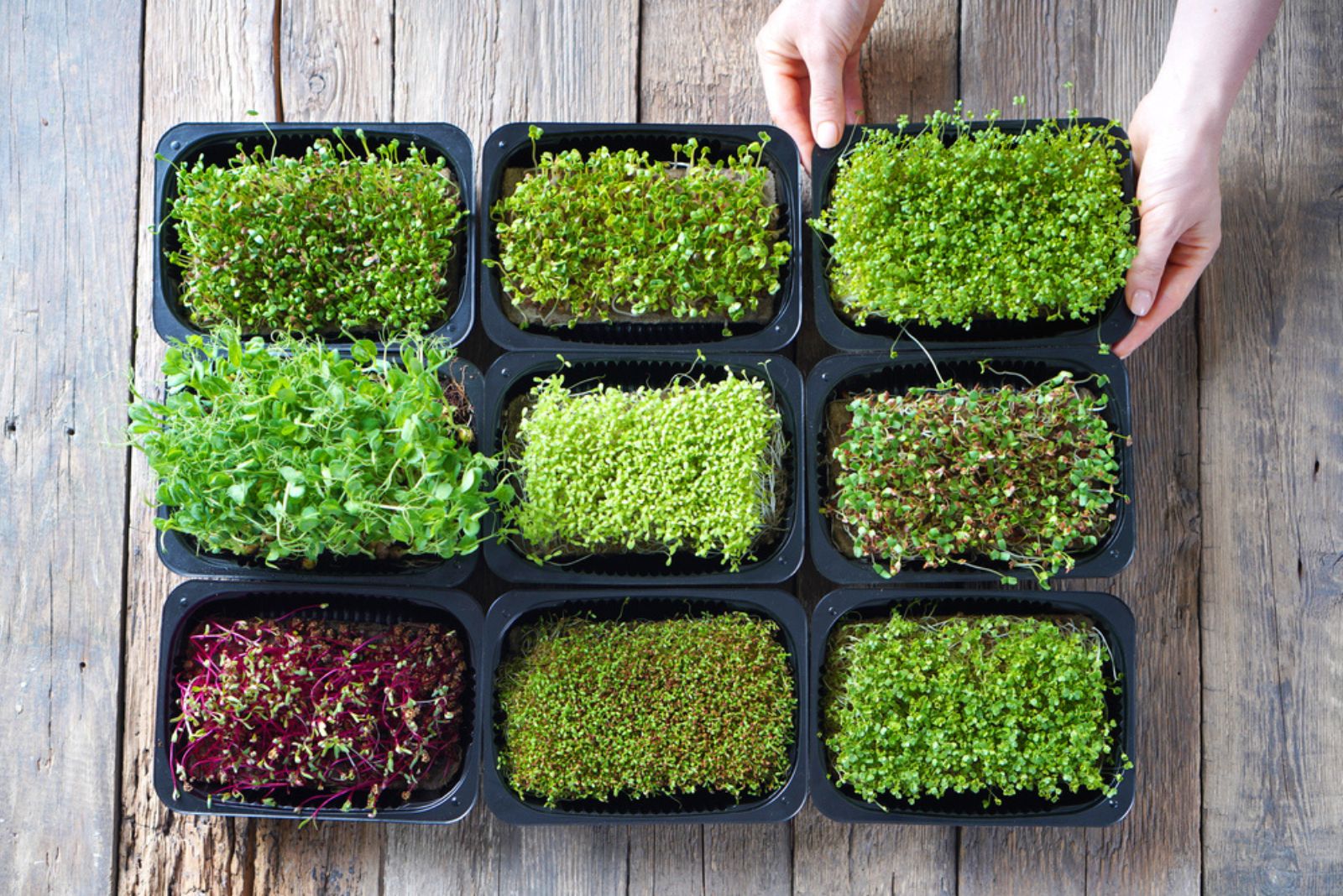woman grows microgreens in plastic containers on the table