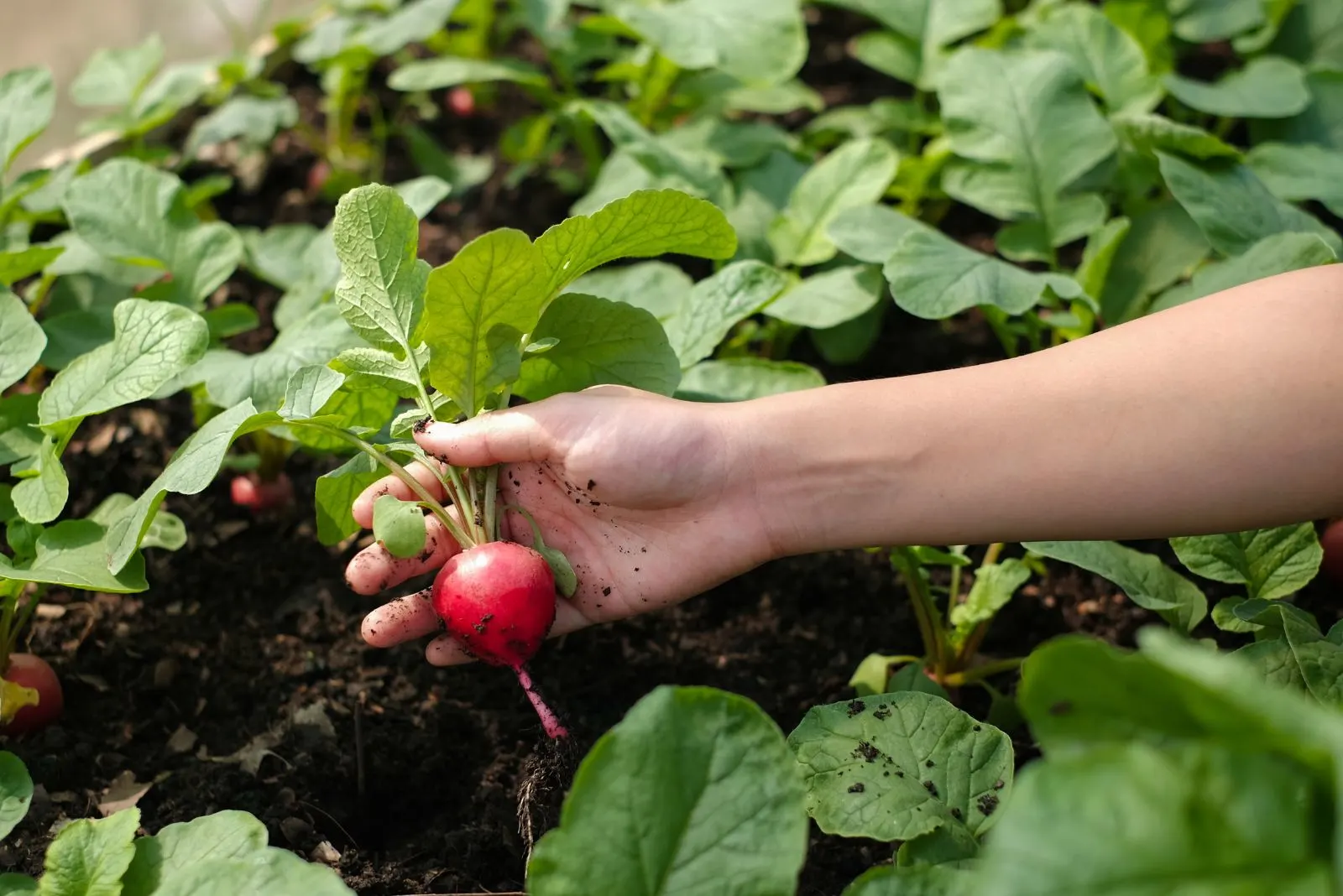 woman picking fresh Radishes