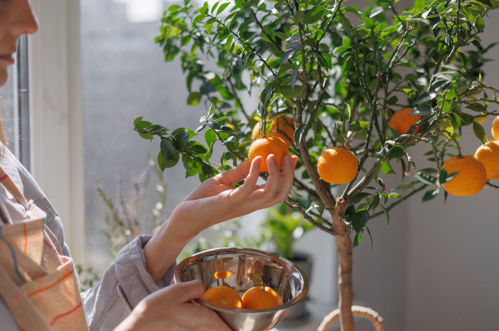 woman picking fruit