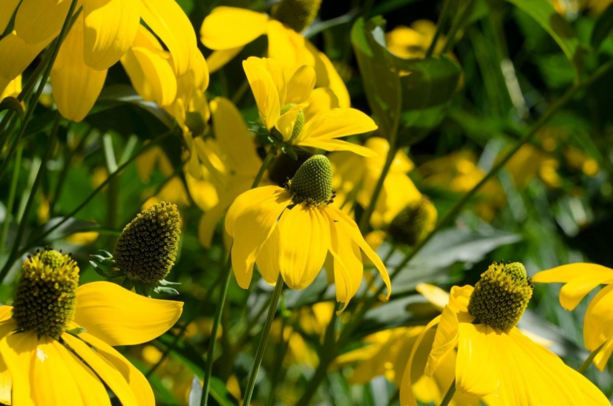 When To Cut Back Coneflowers For Blooms