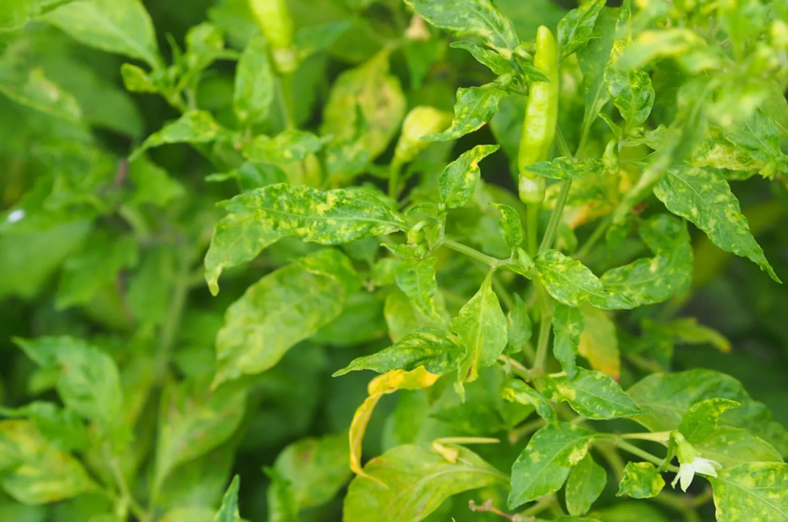 yellow leaves on pepper plant