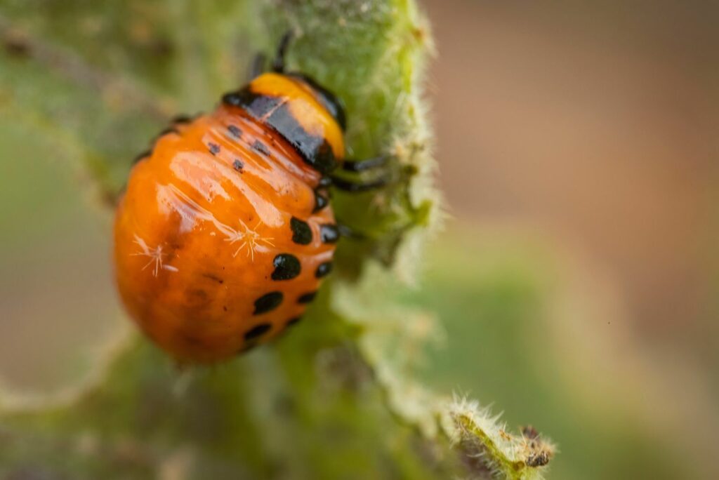 young Colorado potato beetle eats sprouts