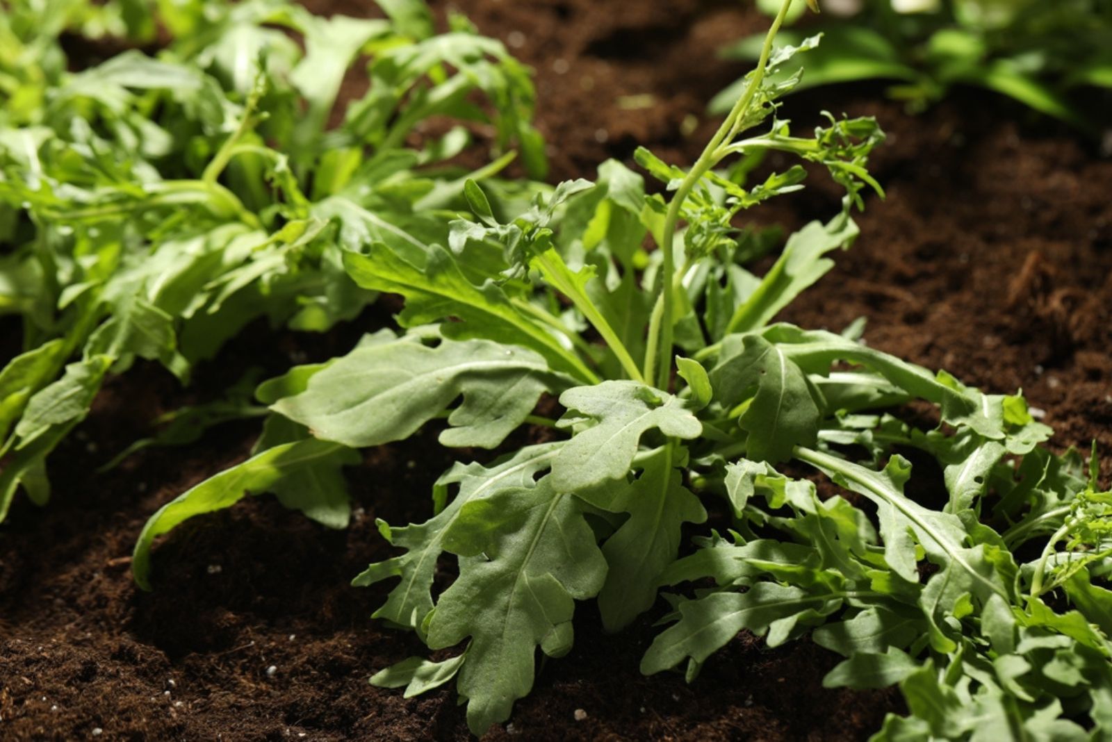 young sprouts of arugula