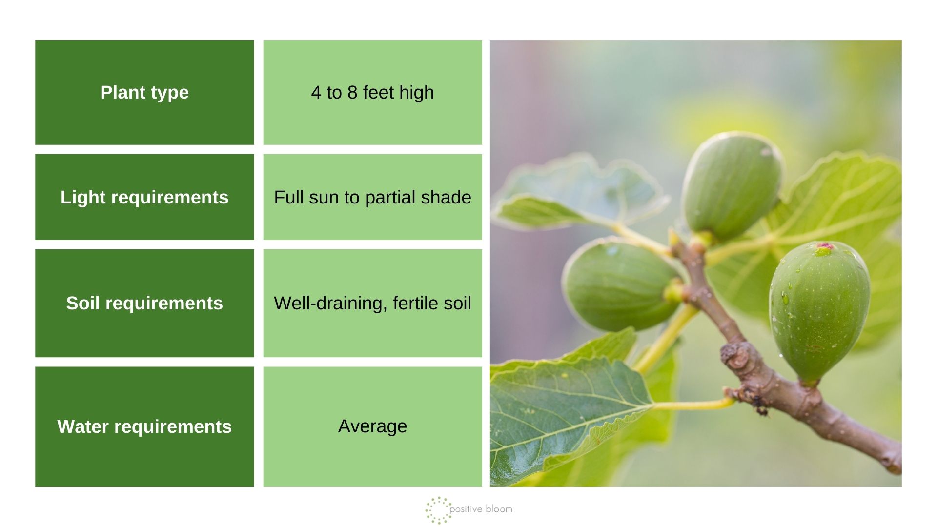 ‘Little Miss Figgy’ Fig