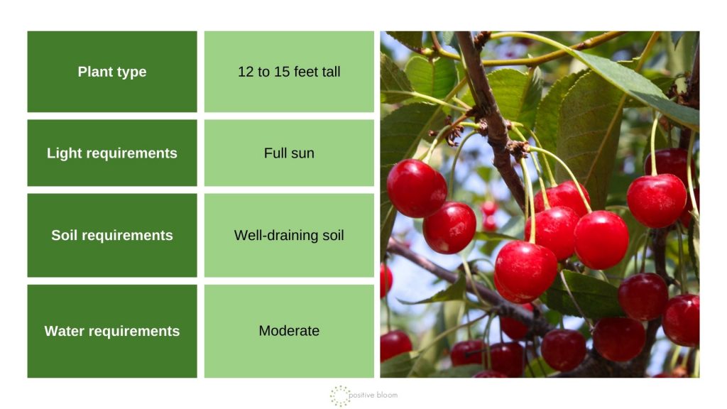 ‘Montmorency Pie’ Cherry