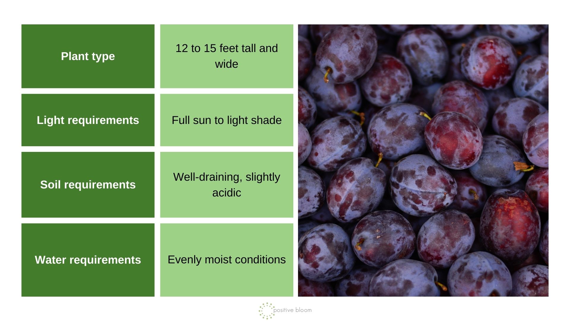 ‘Morris’ Plum