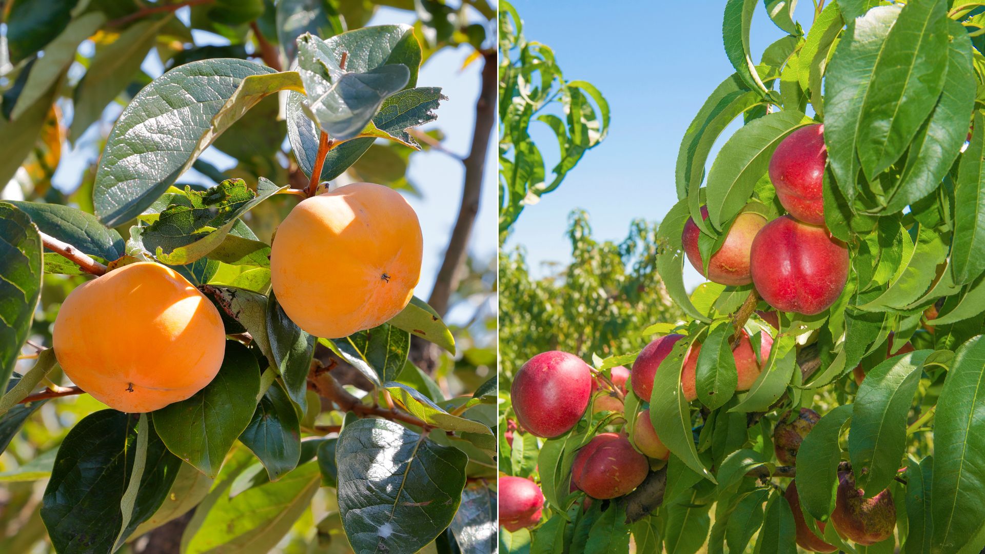 10 Bare Root Fruit Trees Perfect For A Bumper Harvest Next Season