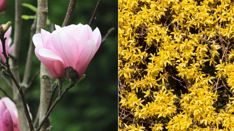 winter plants for privacy