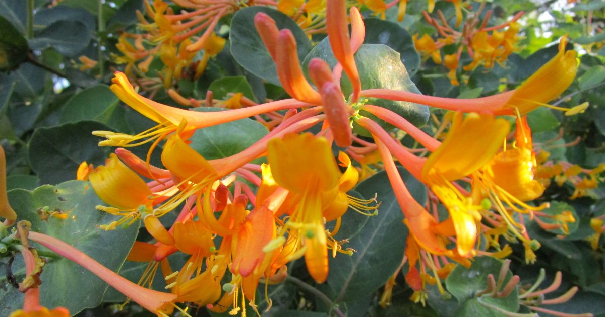 10 Best Honeysuckles For Scent And Blossoms Even In Winter Months