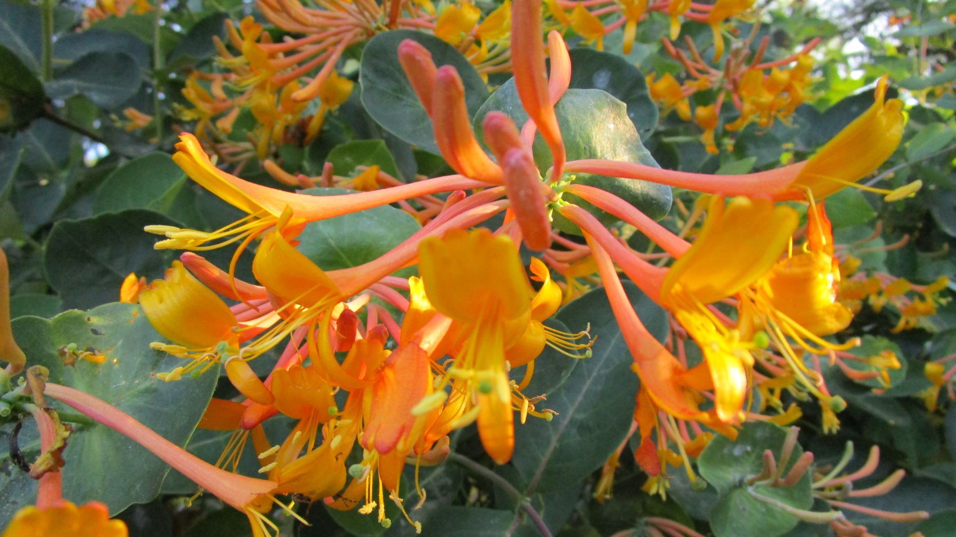 10 Best Honeysuckles For Scent And Blossoms Even In Winter Months