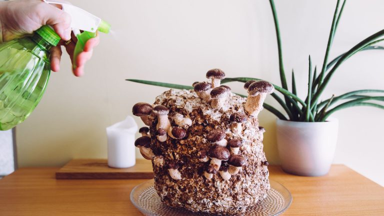 10 Best Kits For Growing Mushrooms In 2024