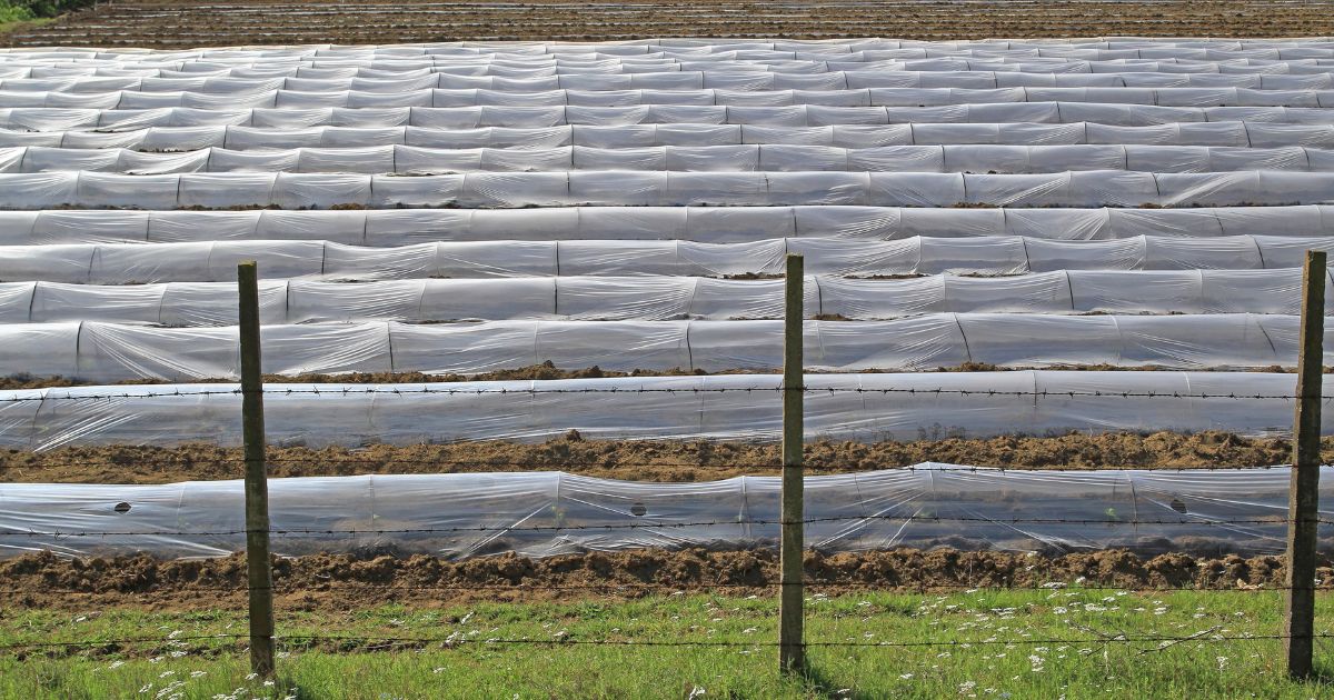 10 Steps For Installing Floating Row Covers To Prolong Your Growing Season