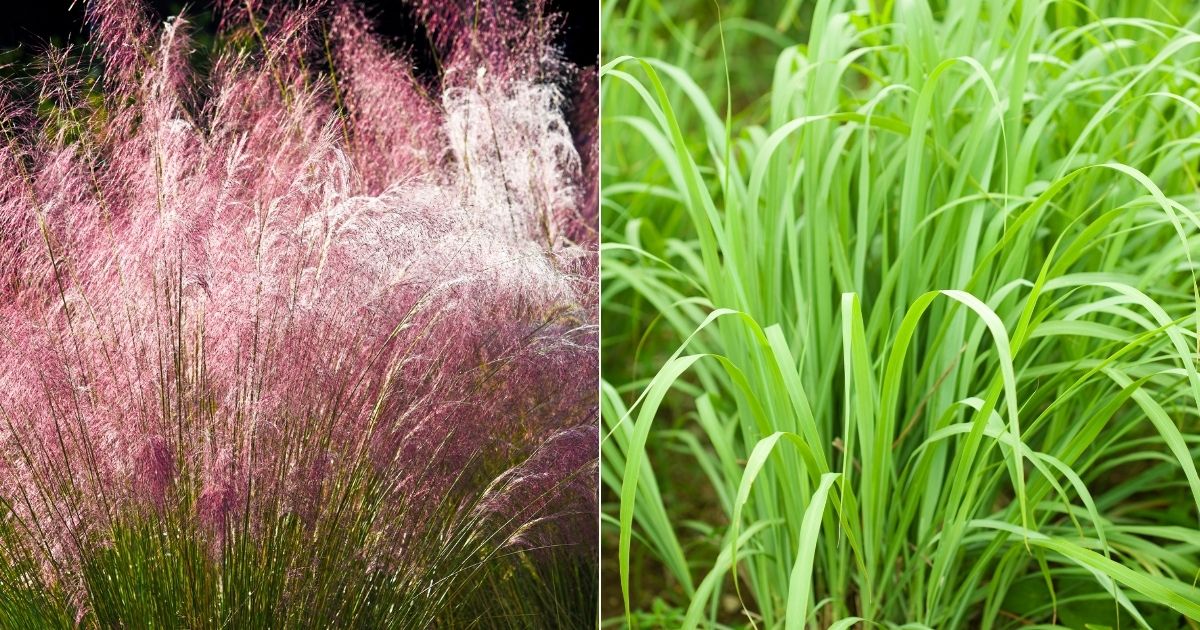 11 Captivating Indoor Grass Plants