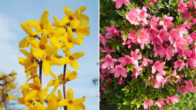 12 Plants You Shouldn’t Be Pruning In The Fall
