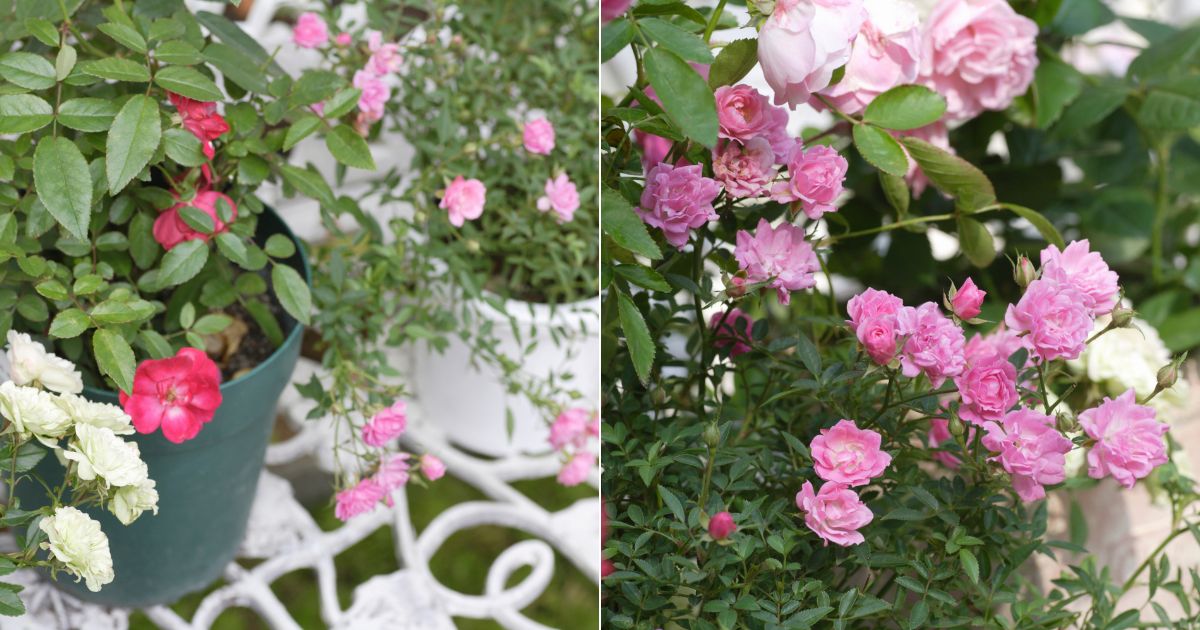 How To Ensure Healthy Growth For Container Roses