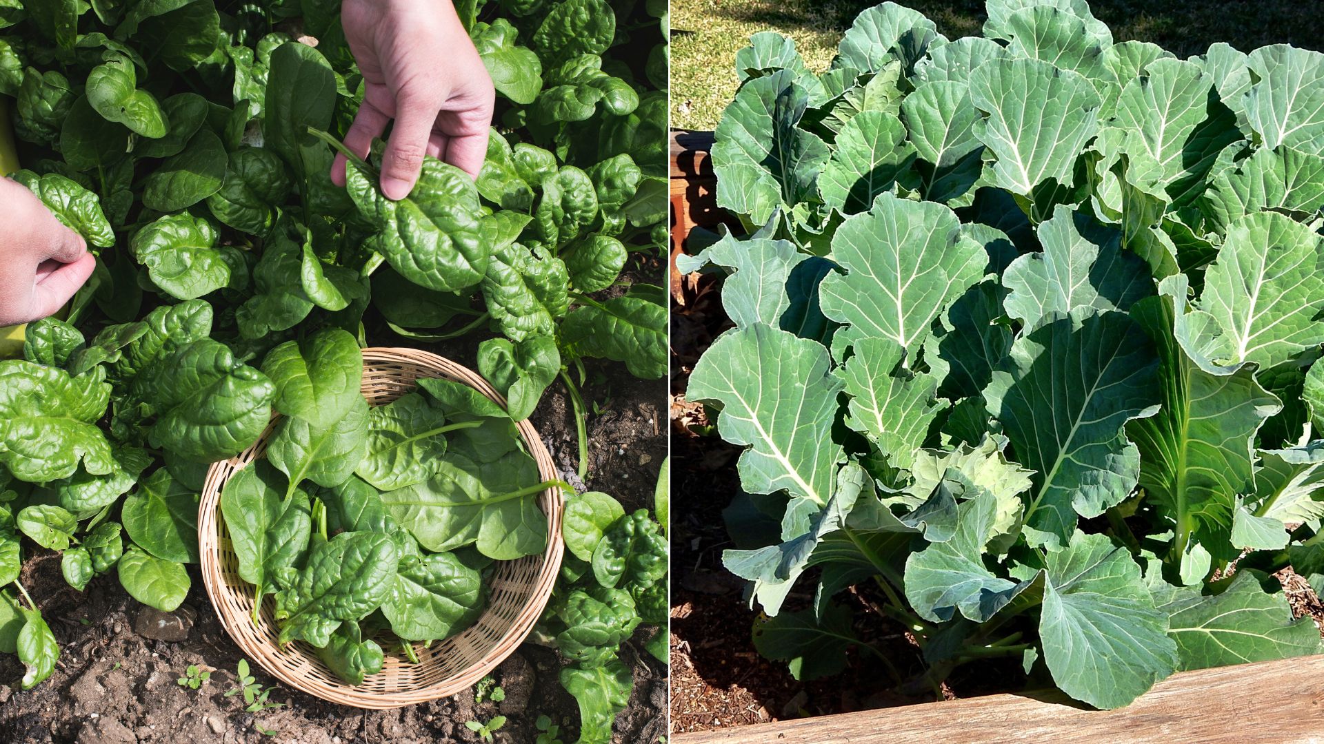 22 Best Cold Weather Greens For Winter Gardens