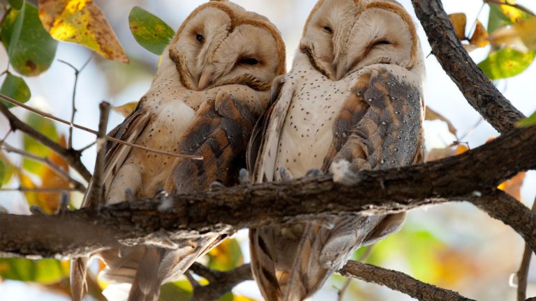 photo of two owls