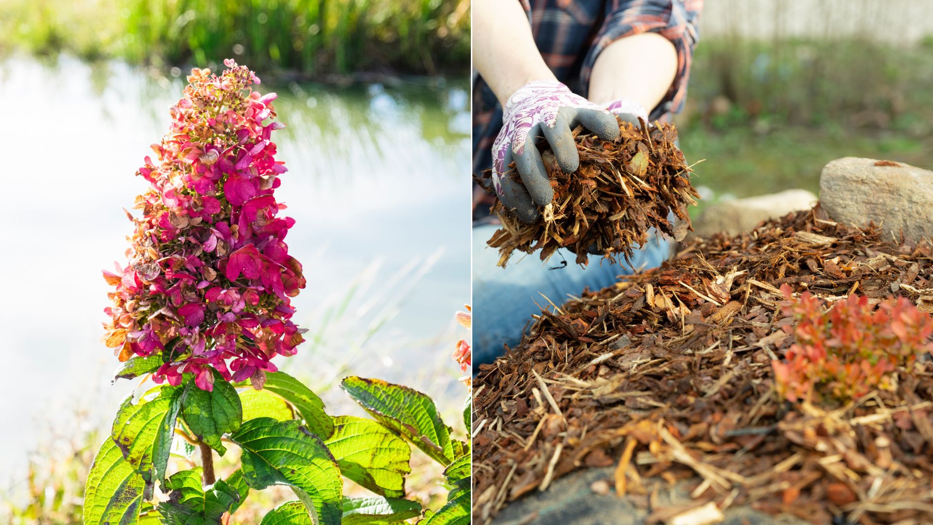 3 Important Fall Hydrangea Jobs & 2 Things You Shouldn’t Do