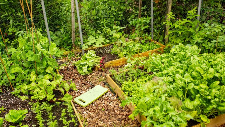 photo of a raised bed