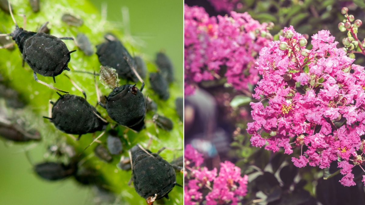 3 Pests That Attack Crepe Myrtles & How To Get Rid Of Them