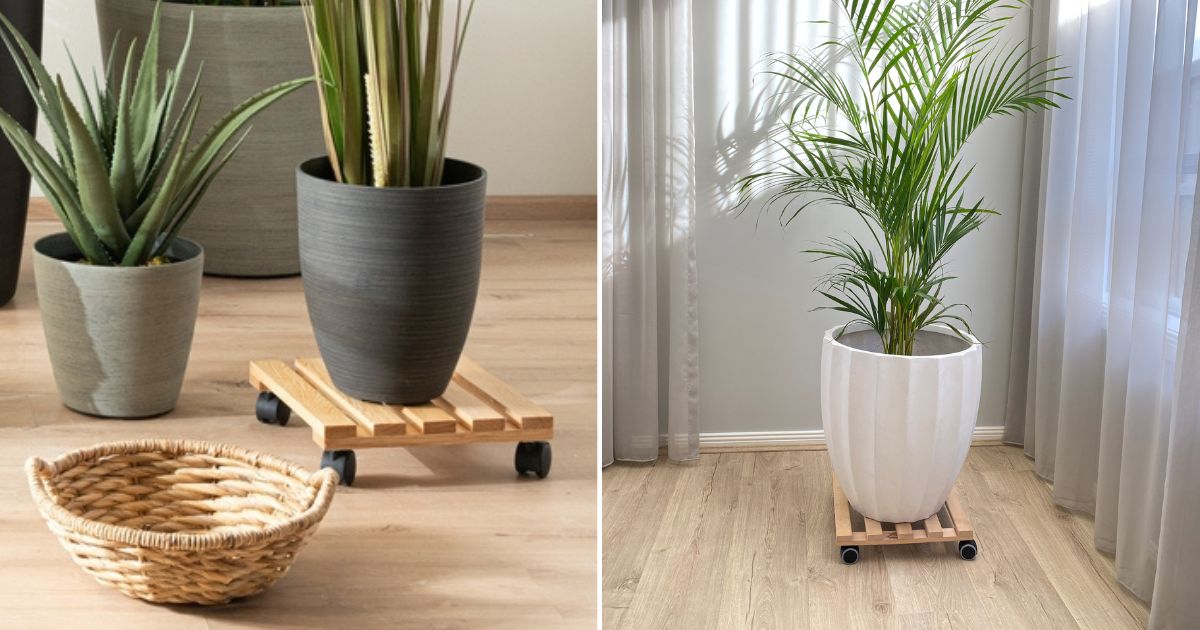 3 Reasons To Get A Plant Caddy + The 5 Best Models In 2024