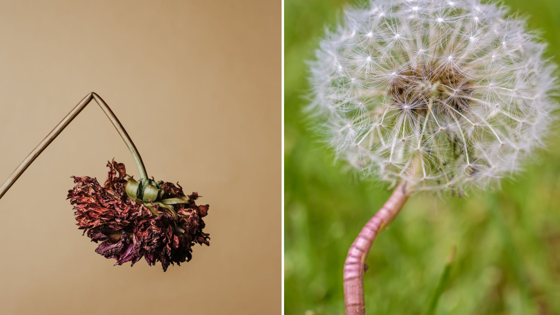 3 Reasons Your Flower Stems Have Gone Crooked & How To Straighten Them Out