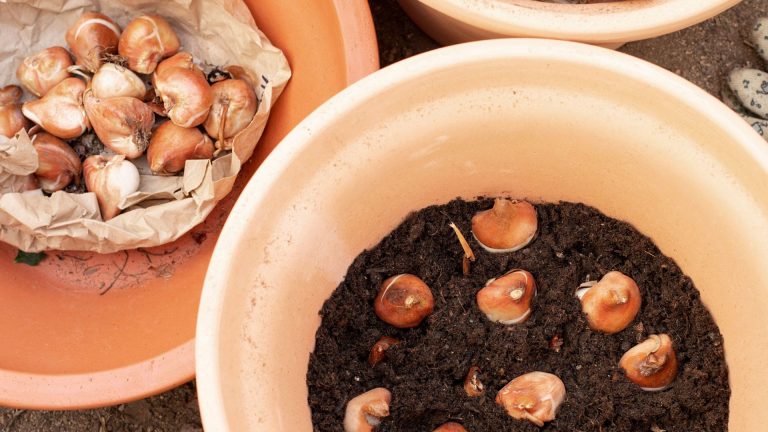 lasagna bulb planting