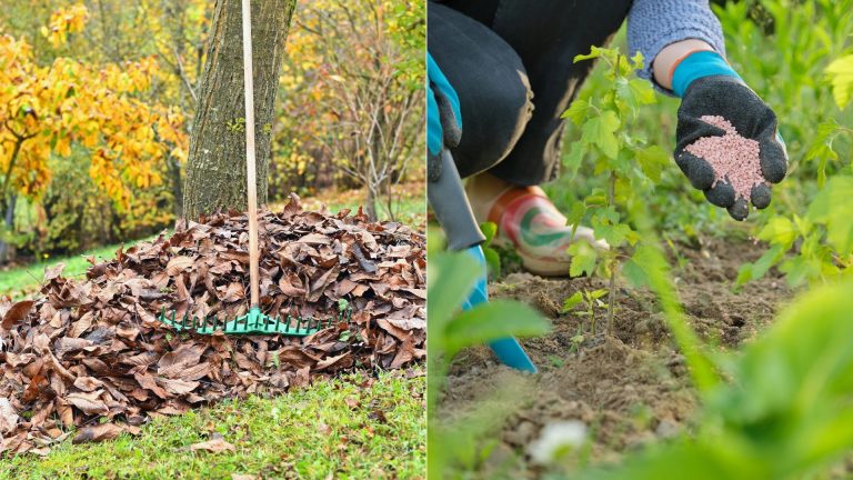 guy collecting the leaves