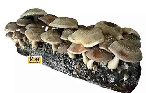 Root Mushroom Farm - Shiitake Mushroom Grow Kit