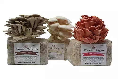 Forest Origins Specialty Trio Oyster Mushroom Grow Kit