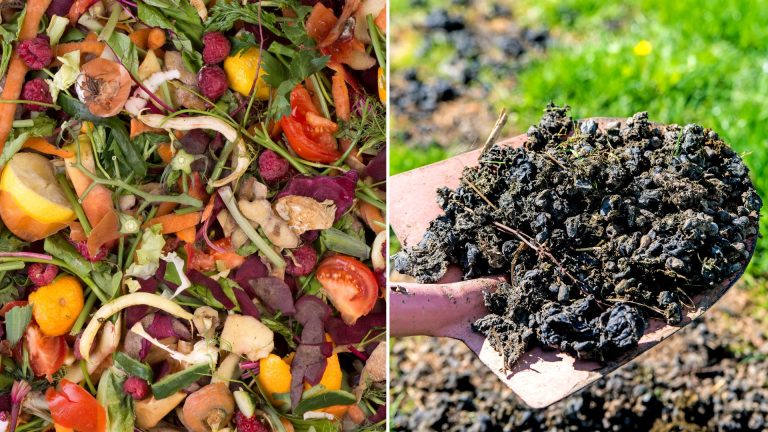 5 Best Types Of Fertilizers For Apple Trees