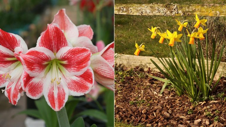 plants for a Christmas