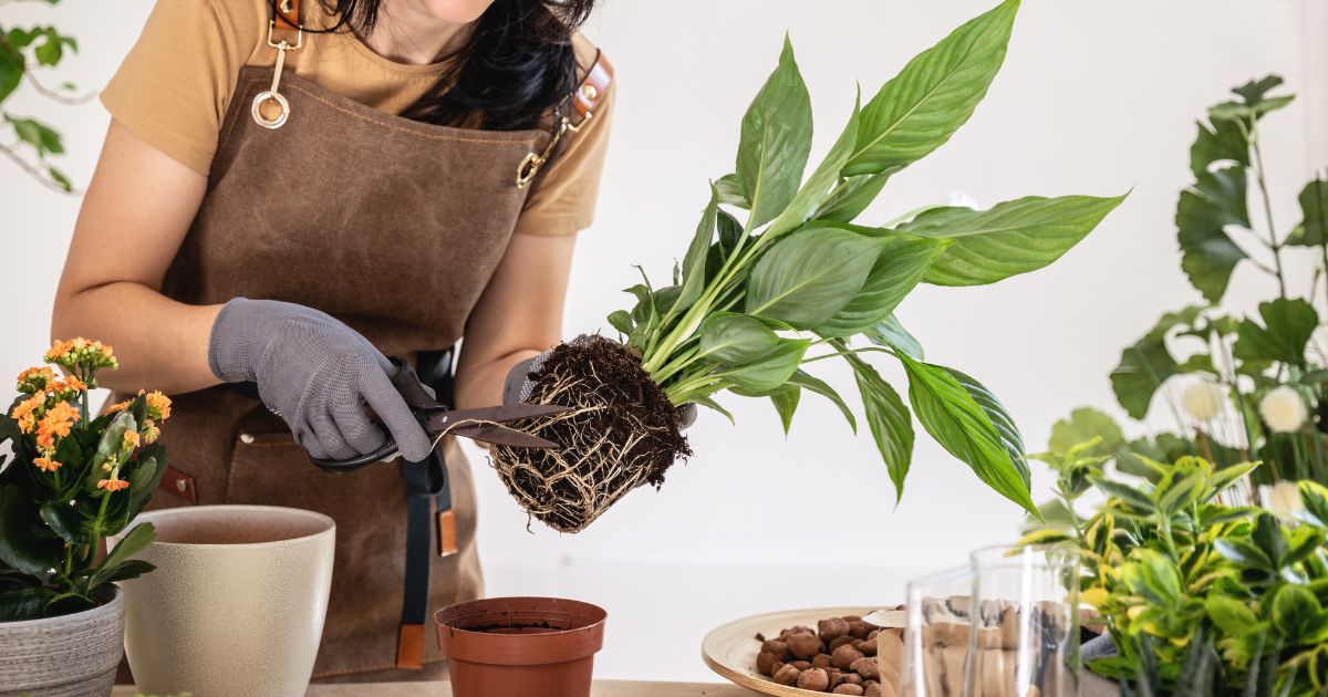 5 Easy Steps For Repotting A Peace Lily