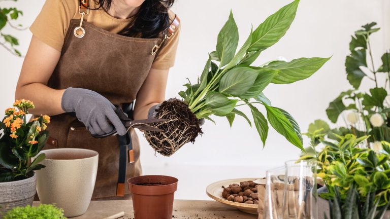 repotting peace lily
