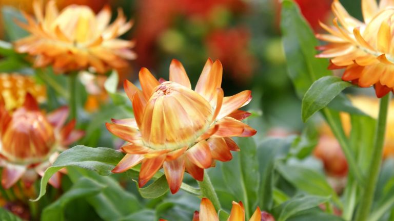 how to dry strawflowers