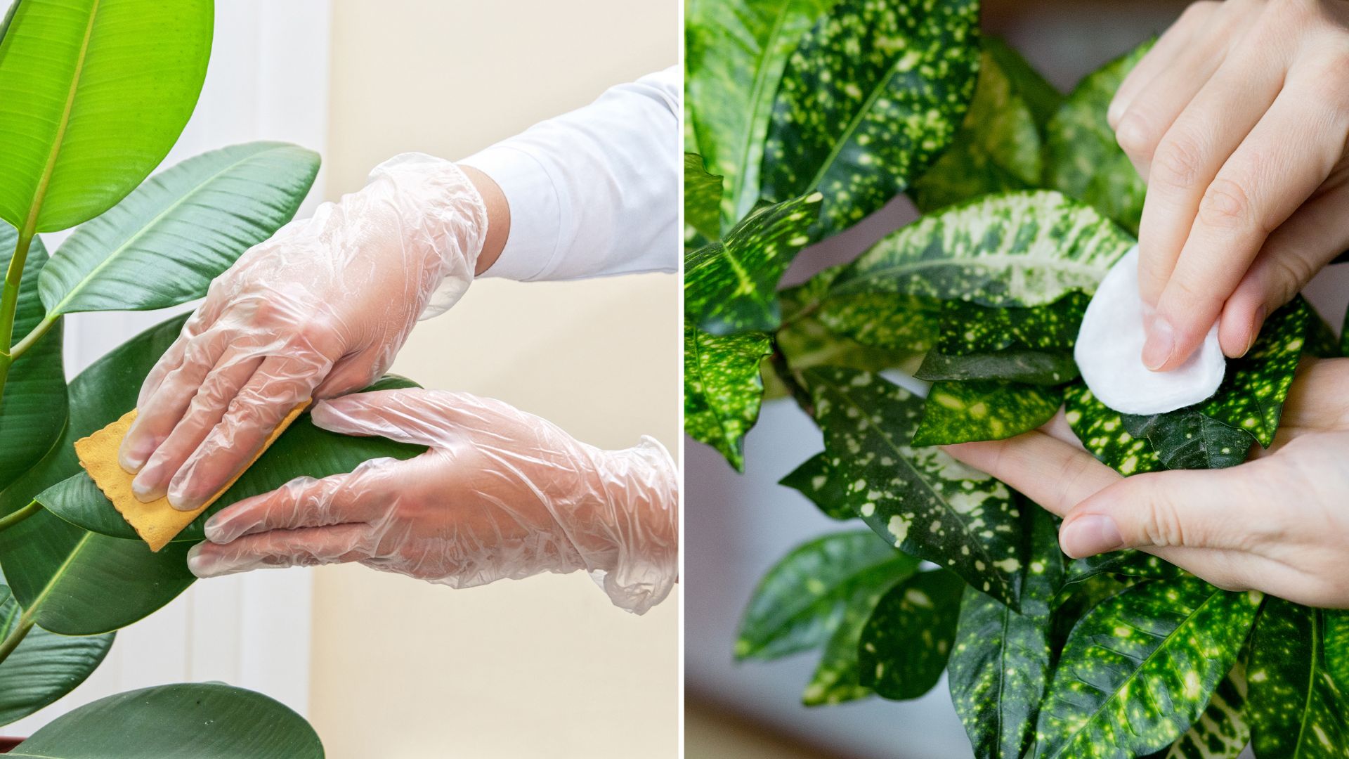 5 Expert Tips For Cleaning Houseplant Leaves