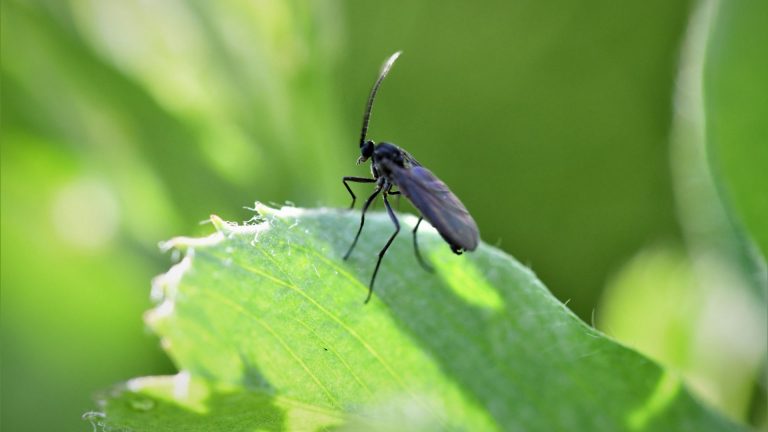 Gnat on a plant