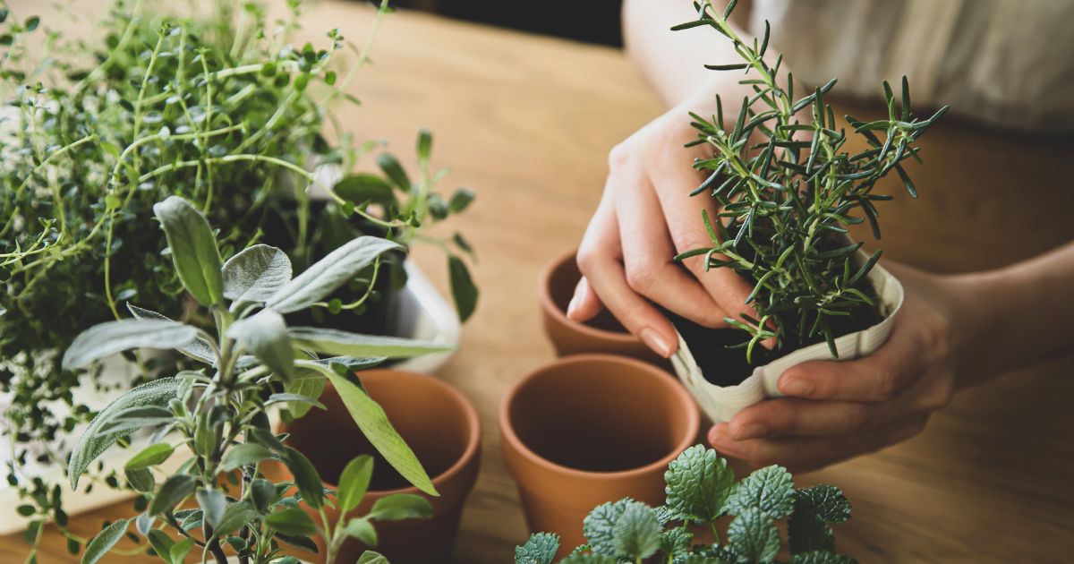 5 Tips On How To Grow Rosemary Indoors