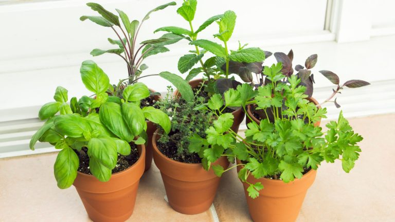 photo of potted herbs