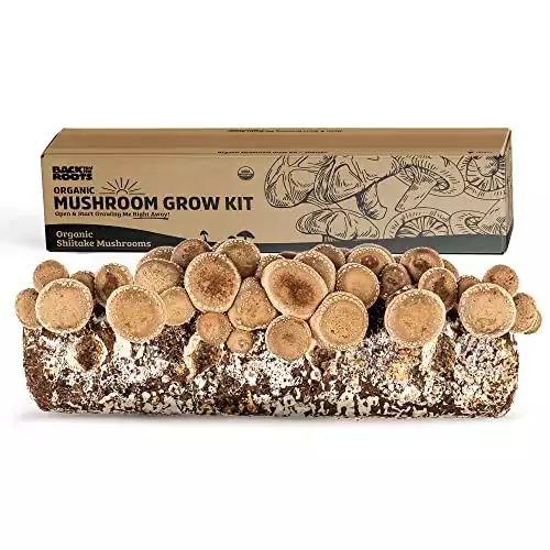 Back to the Roots Organic Shiitake Mushroom Kit