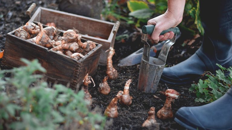 planting bulb lawn