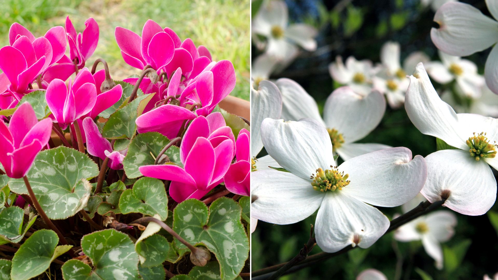 7 Frost-hardy Plants That Fit Into Any Garden