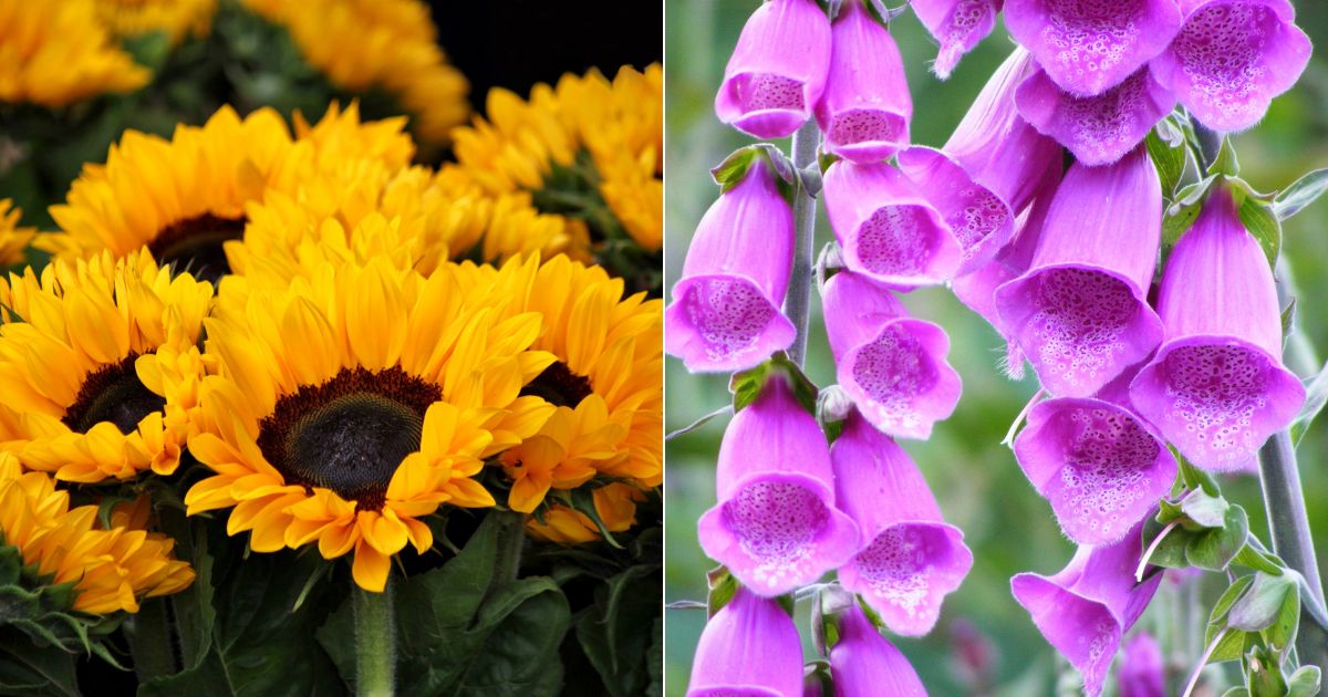 7 Lovely Self-seeding Plants Ideal For New Growth Every Year 