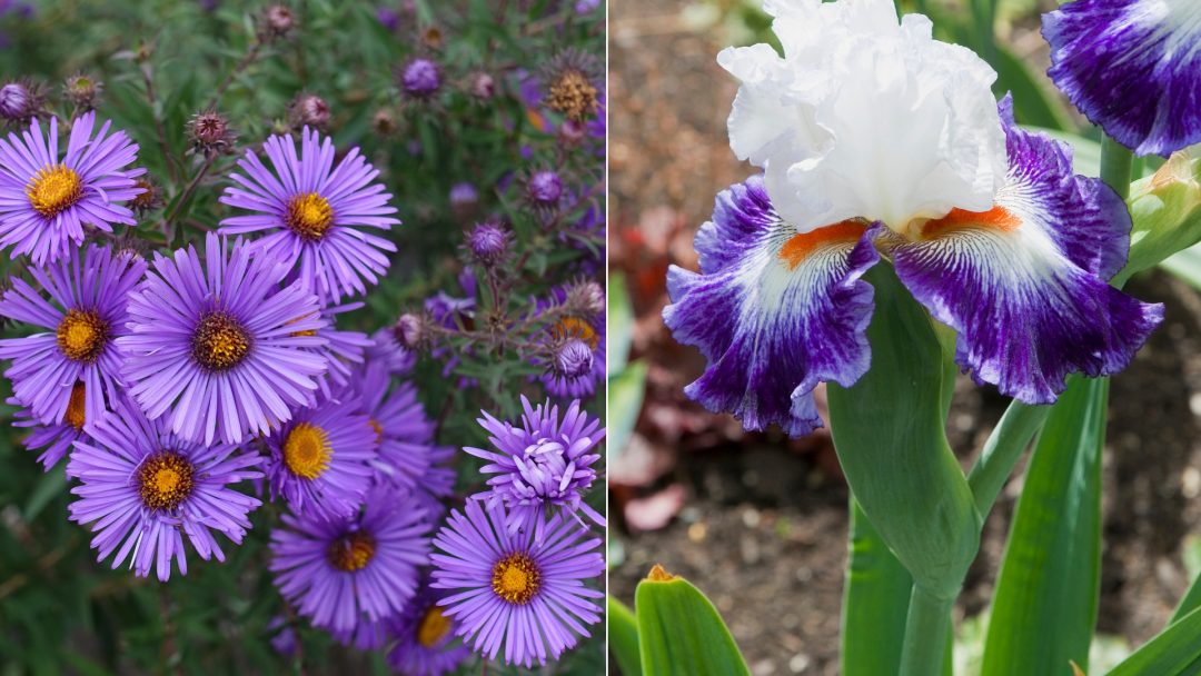 8 Best Plants To Grow In Clay Soil