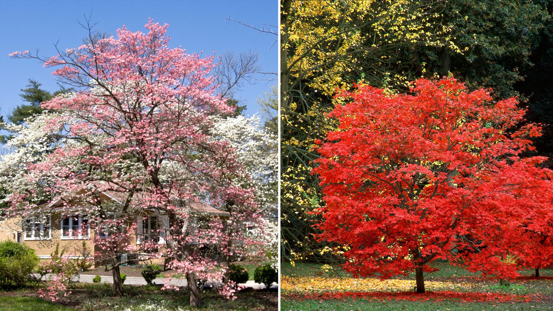 If You Have A Compact Yard, These 8 Small Trees Are Perfect For You
