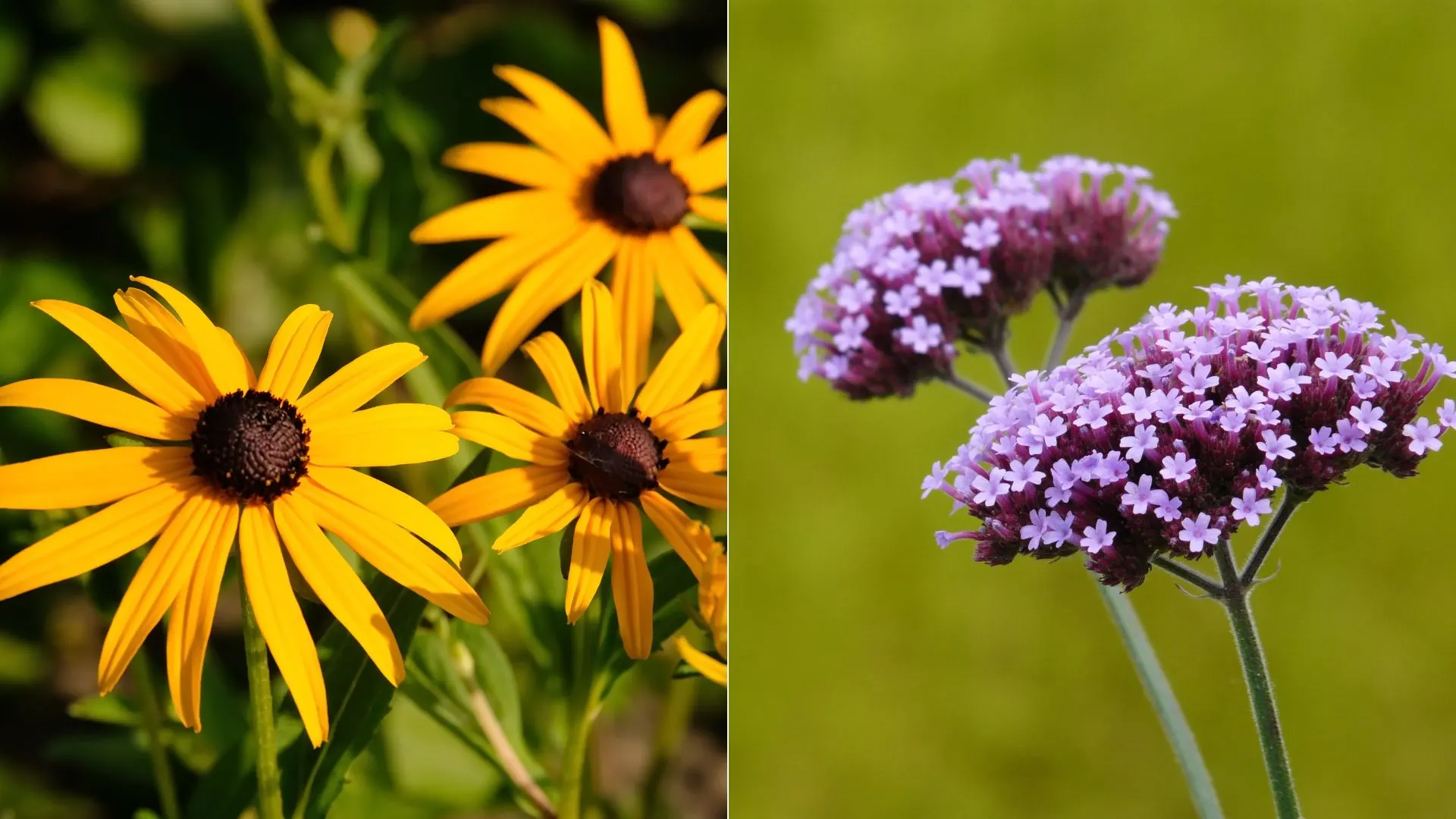 native wildflowers