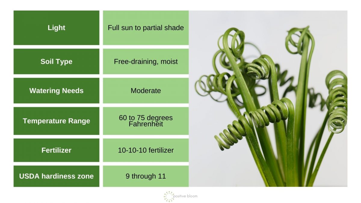 How To Care For The Unique Frizzle Sizzle Plant